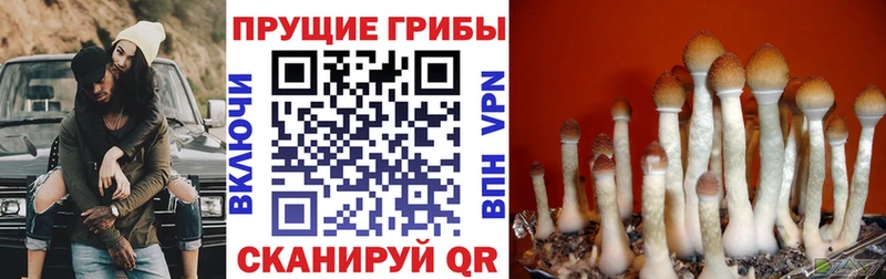 Псилоцибиновые грибы GOLDEN TEACHER  Купить  Сафоново 
